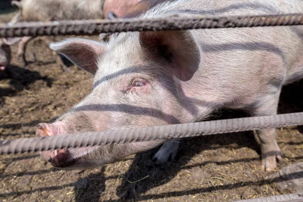 Dirty pigs grazing on a pig farm. Natural organic pig breeding. Farming. Stockbreeding. Snout in close up