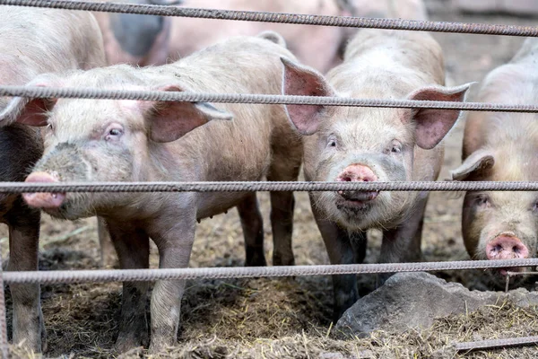 Porcos Sujos Pastar Numa Quinta Porcos Criação Natural Suínos Orgânicos — Fotografia de Stock