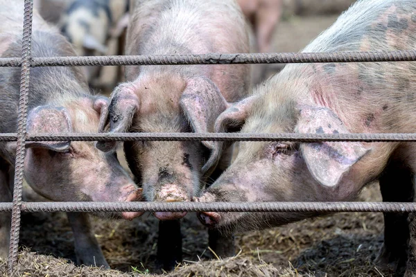 Dirty pigs grazing on a pig farm. Natural organic pig breeding. Farming. Stockbreeding. Snout in close up