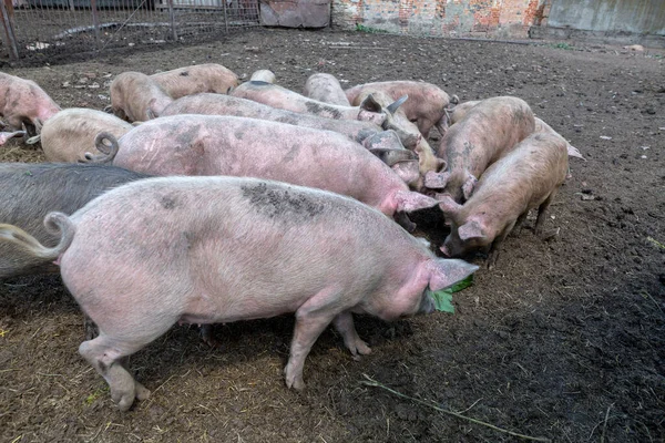 Schmutzige Schweine Und Ferkel Grasen Auf Einem Schweinemastbetrieb Natürliche Biologische — Stockfoto