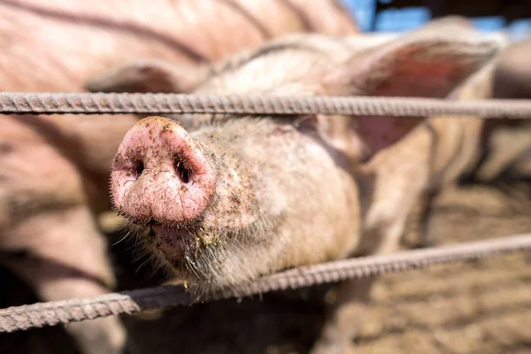 Dirty pigs grazing on a pig farm. Natural organic pig breeding. Farming. Stockbreeding. Snout in close up