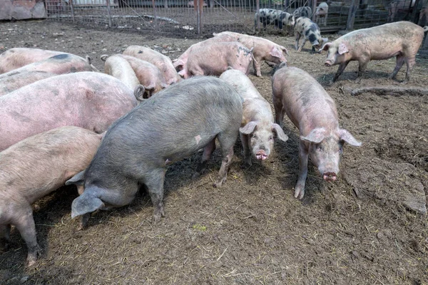 Schmutzige Schweine Und Ferkel Grasen Auf Einem Schweinemastbetrieb Natürliche Biologische — Stockfoto