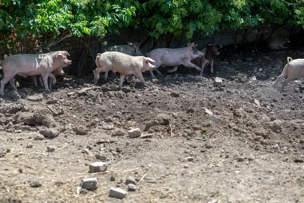 Porcellini Sporchi Che Pascolano Allevamento Maiali Allevamento Naturale Suini Biologici — Foto Stock