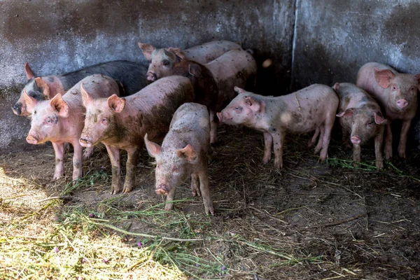 더러운 돼지들 농장에서 있습니다 자연적 유기농 농사짓기 스토리지 — 스톡 사진