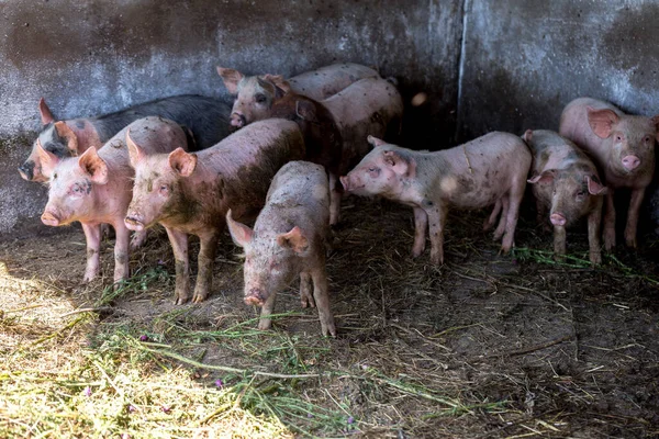 Leitões Sujos Pastar Numa Quinta Porcos Criação Natural Suínos Orgânicos — Fotografia de Stock