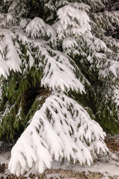 Büyüleyici manzara, kışın inanılmaz bir Noel havası yaratır. Yumuşak karla kaplı, geniş dallı bir ladin ağacı, ve çelenklerin parlak ışığıyla aydınlatılır..