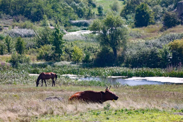 Κερασφόρος Αγελάδα Βόσκει Μια Κοιλάδα Του Ποταμού Μια Σαφή Καλοκαιρινή — Φωτογραφία Αρχείου