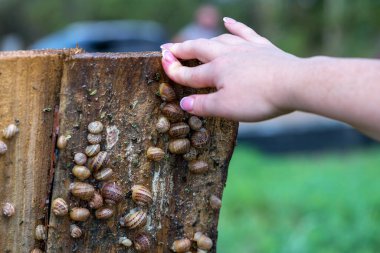 Salyangoz çiftliği. Helix aspersa muller veya Cornu aspersum gibi yenilebilir yumuşakçaların endüstriyel yetiştirilmesi. Gün boyunca salyangozlar koruyucu kalkanların altında saklanır..