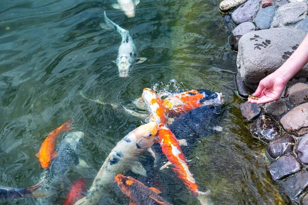 人工喂食科伊鲤鱼 Cyprinus Rubrofuscus 在有鹅卵石底的池塘边玩乐和放松 — 图库照片