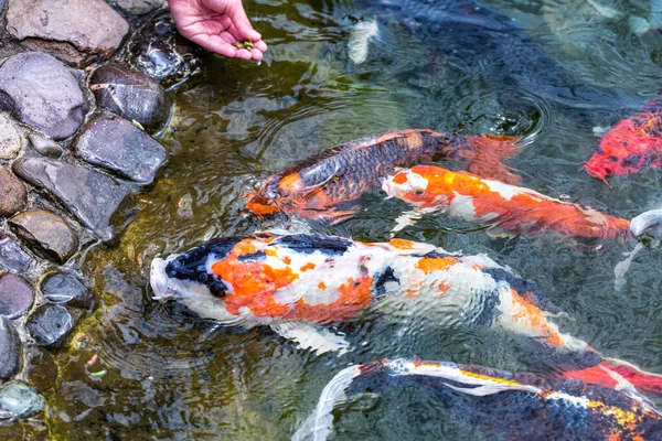 人工喂食科伊鲤鱼 Cyprinus Rubrofuscus 在有鹅卵石底的池塘边玩乐和放松 — 图库照片