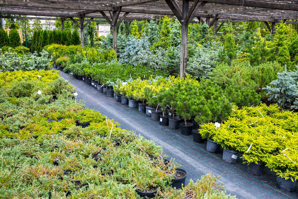 Section of conifers in the nursery-garden of decorative plants for gardens, greenhouses, and interior design. Many different plants thujas, spruces, junipers, pines stand on the floor in pots.