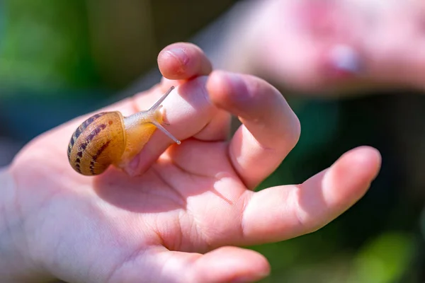 Snail farm. Industrial cultivation of edible mollusks of the species Helix aspersa muller or Cornu aspersum. The snail crawls on the finger.