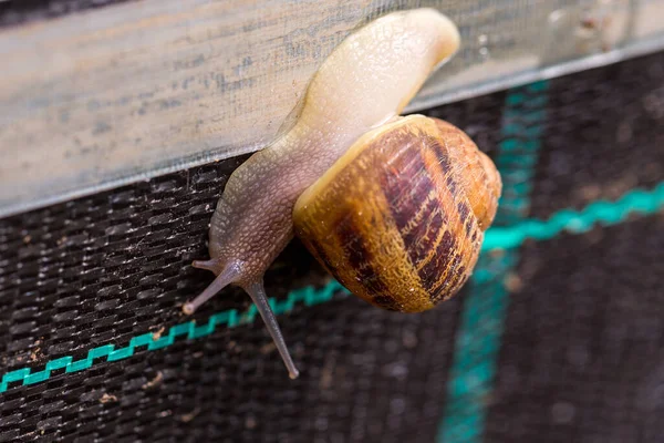 Une Ferme Escargots Culture Industrielle Mollusques Comestibles Espèce Helix Aspersa — Photo