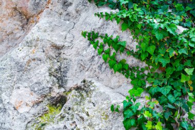 Sarmaşığın yeşil dalları kireçtaşından bir kayanın üzerinde sürünüyor.