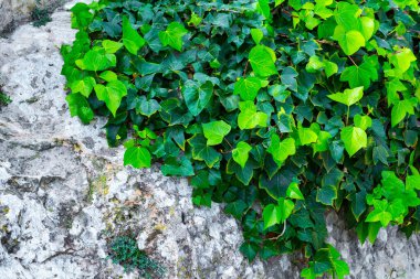 Sarmaşığın yeşil dalları kireçtaşından bir kayanın üzerinde sürünüyor.