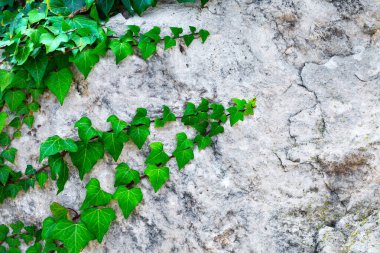 Sarmaşığın yeşil dalları kireçtaşından bir kayanın üzerinde sürünüyor.