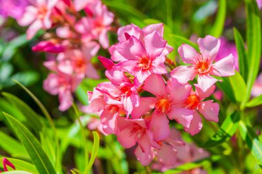 Oleander (Neryum zakkum) bitkisinin güzel pembe çiçekleri. Güneşli bir havada yaz bahçesinde çiçeklerin yemyeşil olması..