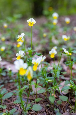 Çiçeklerin bereketli bahar çiçekleri 