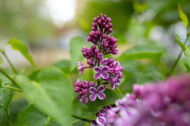 İlkbahardan sonra leylak çalısı çiçekleri (şırınga) yağabilir