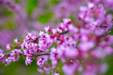 Doğu kızıltomurcuğunun ya da Cercis kanadensis ağacının dallarındaki çiçekler