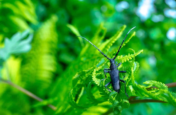 Cerambyx Cerdo Comúnmente Conocido Como Gran Escarabajo Capricornio Una Especie — Foto de Stock