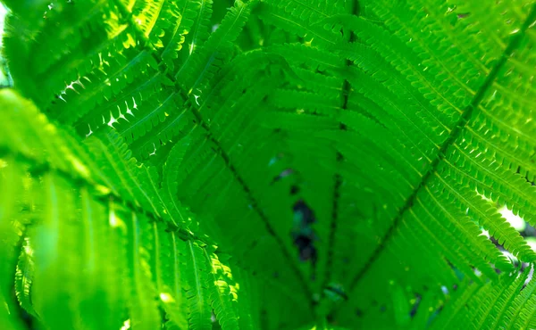 Bright Green Young Shoots Ferns Shallow Dof — Stock Photo, Image