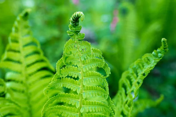 Giovani Germogli Felci Verde Brillante Dof Poco Profondo — Foto Stock