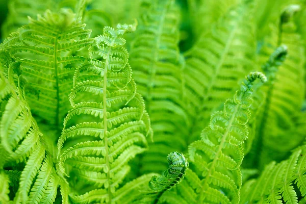 Giovani Germogli Felci Verde Brillante Dof Poco Profondo — Foto Stock