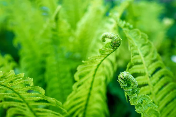 Giovani Germogli Felci Verde Brillante Dof Poco Profondo — Foto Stock