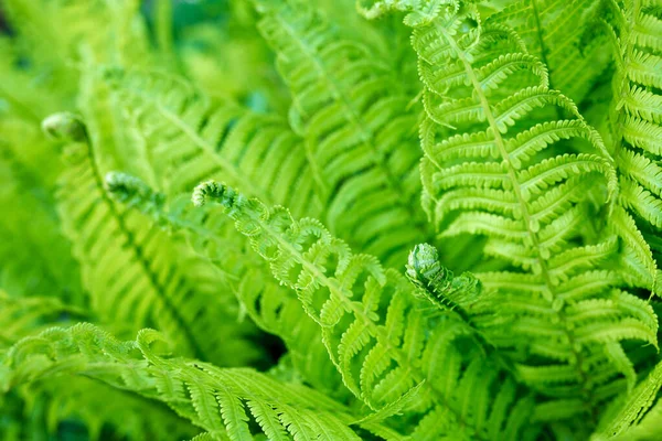 浅いDofでのシダの明るい緑の若い芽 — ストック写真