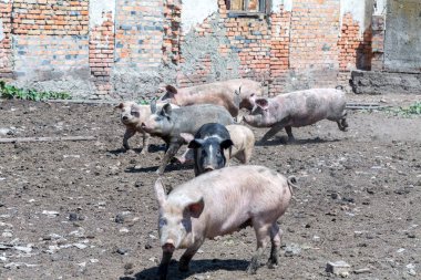 Domuz çiftliğinde otlayan pis domuzlar ve domuzlar. Doğal organik domuz yetiştiriciliği. Çiftçilik. Üreme.