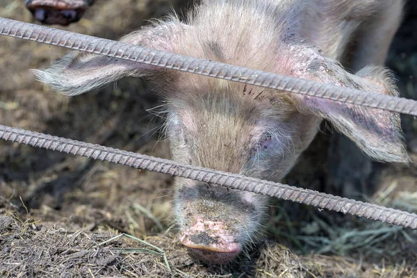 Dirty pigs grazing on a pig farm. Natural organic pig breeding. Farming. Stockbreeding. Snout in close up