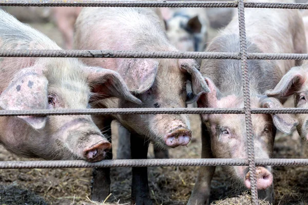 Dirty pigs grazing on a pig farm. Natural organic pig breeding. Farming. Stockbreeding. Snout in close up. Three piglets.