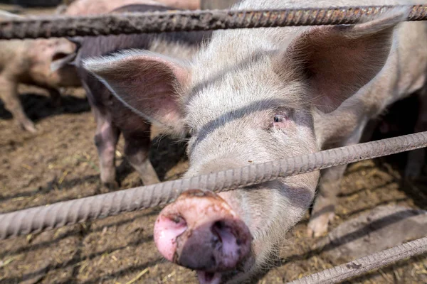 Dirty pigs grazing on a pig farm. Natural organic pig breeding. Farming. Stockbreeding. Snout in close up