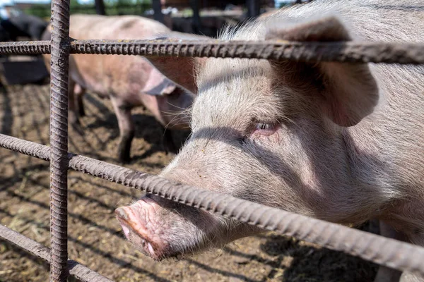 Dirty pigs grazing on a pig farm. Natural organic pig breeding. Farming. Stockbreeding. Snout in close up