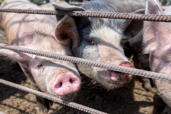 Dirty pigs grazing on a pig farm. Natural organic pig breeding. Farming. Stockbreeding. Snout in close up