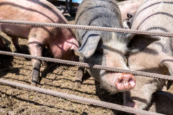 Dirty pigs grazing on a pig farm. Natural organic pig breeding. Farming. Stockbreeding. Snout in close up