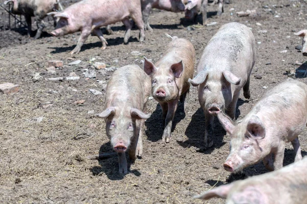 Dirty pigs and piglets grazing on a pig farm. Natural organic pig breeding. Farming. Stockbreeding.