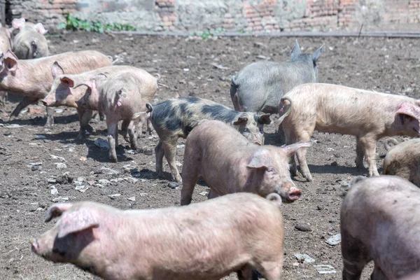 Dirty pigs and piglets grazing on a pig farm. Natural organic pig breeding. Farming. Stockbreeding.