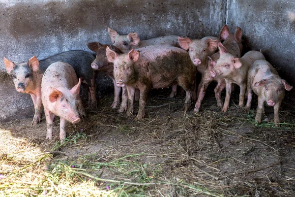 Porcellini Sporchi Che Pascolano Allevamento Maiali Allevamento Naturale Suini Biologici — Foto Stock