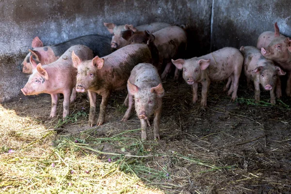 Porcellini Sporchi Che Pascolano Allevamento Maiali Allevamento Naturale Suini Biologici — Foto Stock