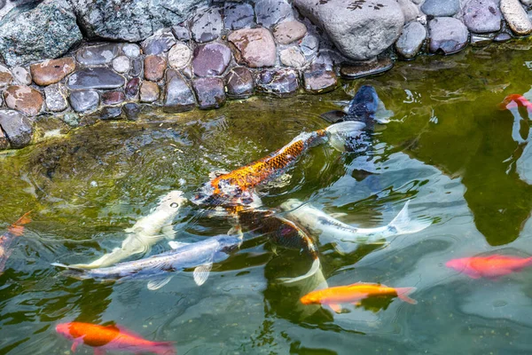 喂科伊鲤鱼 Cyprinus Rubrofuscus 在有鹅卵石底的池塘边玩乐和放松 — 图库照片