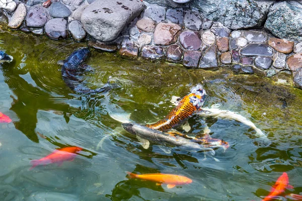 喂科伊鲤鱼 Cyprinus Rubrofuscus 在有鹅卵石底的池塘边玩乐和放松 — 图库照片