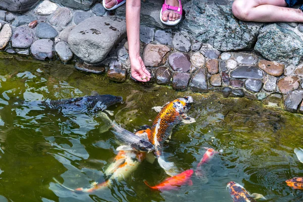 人工喂食科伊鲤鱼 Cyprinus Rubrofuscus 在有鹅卵石底的池塘边玩乐和放松 — 图库照片