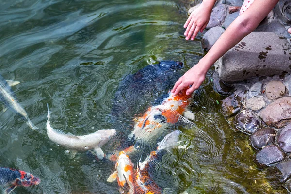 人工喂食科伊鲤鱼 Cyprinus Rubrofuscus 在有鹅卵石底的池塘边玩乐和放松 — 图库照片