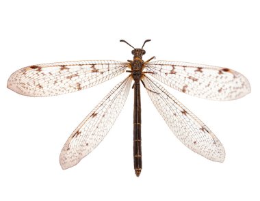 Antlion, specie of insect in the family Myrmeleontidae order Neuroptera, namely the adult insect,  imago of a Euroleon nostras. Captured in Kyiv, Ukraine in 2021 summer. Isolated on white background.