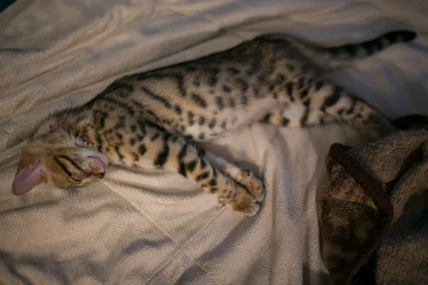 Encantador gato de bengala — Foto de Stock