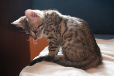 Büyüleyici bengal kedisi