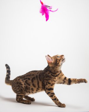 Beyaz arka plan üzerinde oynarken Bengal kedisi