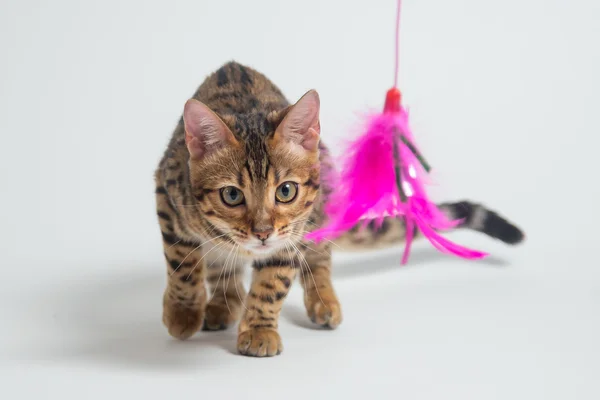 Bengaalse kat spelen op witte achtergrond — Stockfoto